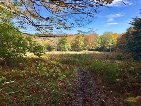 Wildlife Trail - Dolly Sods Wilderness, WV | MyHikes