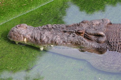 Crocodylus porosus | Flickr