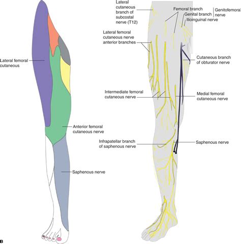 Femoral nerve - NeurologyNeeds.com