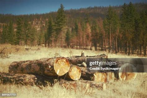 223 Wood Pile Art Stock Photos, High-Res Pictures, and Images - Getty ...