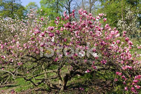 Pink Magnolia In Blossom Stock Photo | Royalty-Free | FreeImages