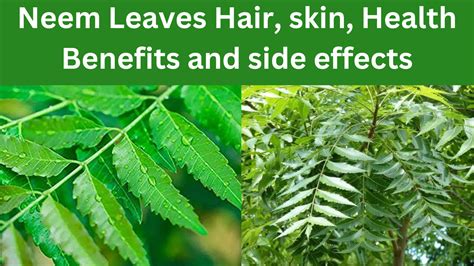 Neem Leaves Hair, skin, Health Benefits and side effects