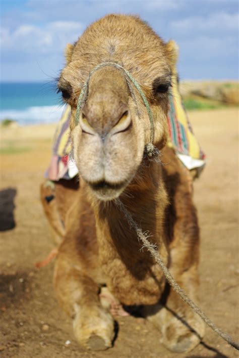 Camel eyelashes in Morocco - PentaxForums.com