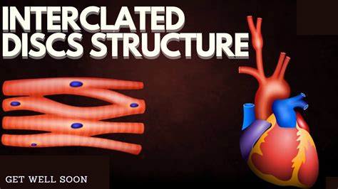 Intercalated discs Structure - YouTube