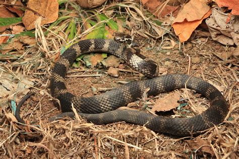 Stephens Banded Snake - South East Snake Catcher - Gold Coast