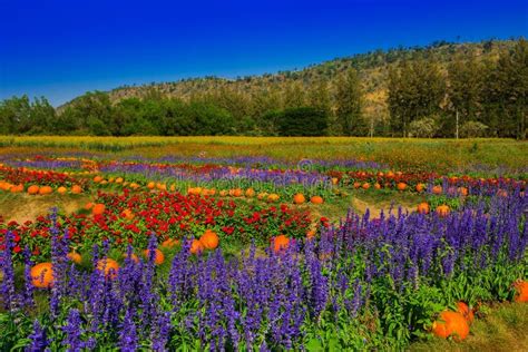 2,427 Purple Yellow Flowers Mountains Background Stock Photos - Free & Royalty-Free Stock Photos ...