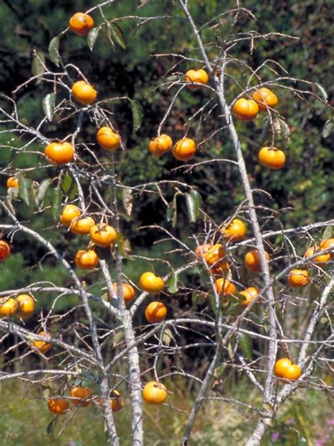 Diospyros kaki | Chinese persimmon, Japanese persimmon, Kaki - Van den Berk Nurseries