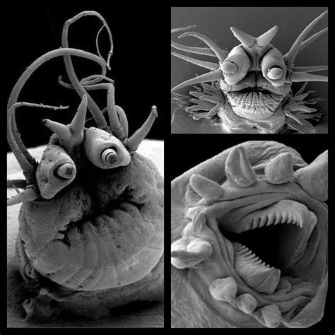 Deep Sea Worms viewed under Electron Microscope : r/WTF