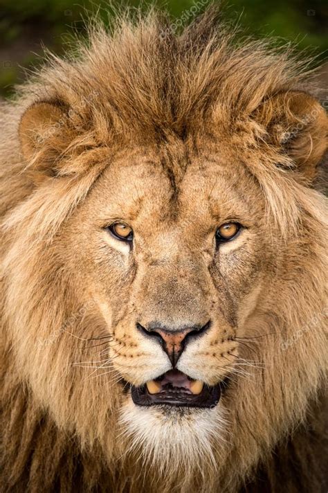 Male lions face — Stock Photo © davemhuntphoto #31971707