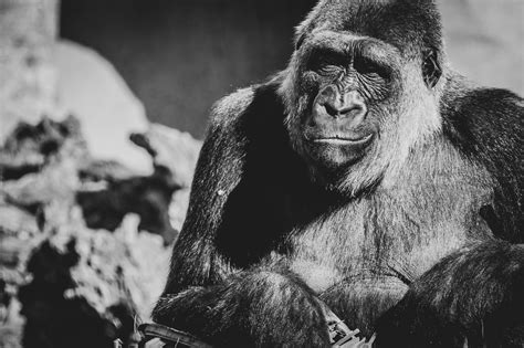 Gorilla Portrait Free Stock Photo - Public Domain Pictures