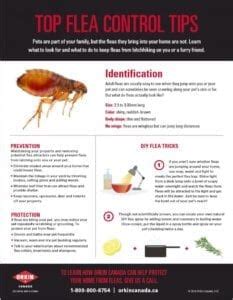 Top Flea Control Tips | Orkin Canada