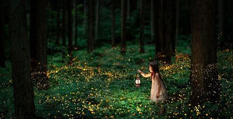 When do fireflies come out in North Carolina? | Firefly photography ...