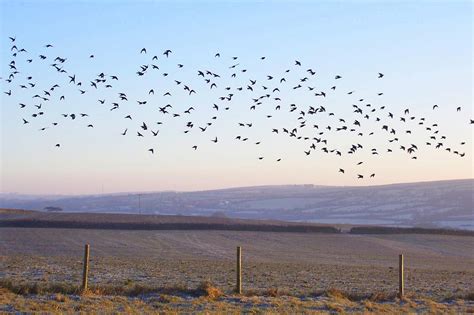 Early Morning Birds Photograph by Hilary Burt - Fine Art America