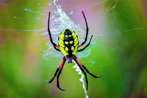 Corn Spider Photograph by Jeremy Rickman - Pixels