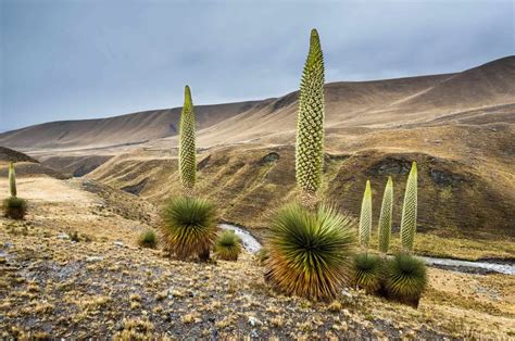 The World’s Slowest Growing Plant And Others That Come Close