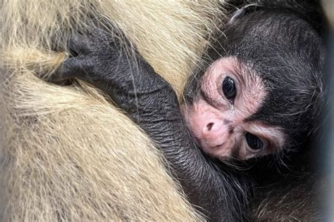 Another Spider Monkey Baby Has Arrived! - Brevard Zoo