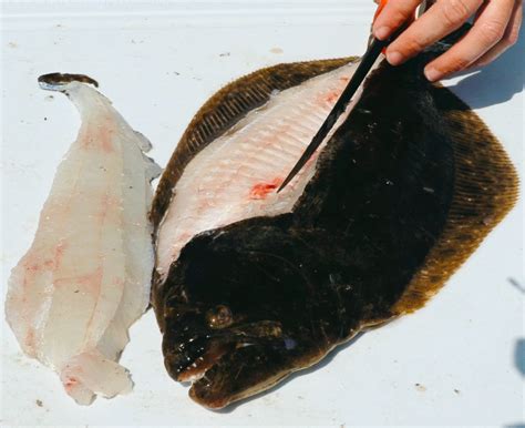 How To Fillet Flounder (To Maximize The Size Of The Fillets)