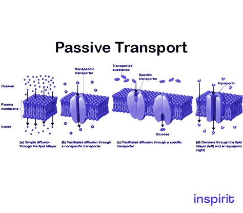 Passive Transport: Features, Types, Functions