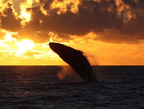 Whale breach at sunset! - Picture of Pacific Whale Foundation, Maalaea ...