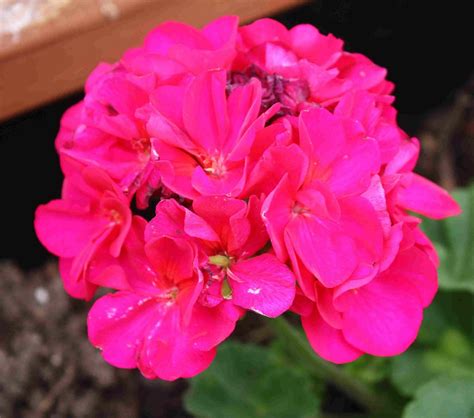 Hot pink - geranium | Pink geranium, Geraniums, Petals