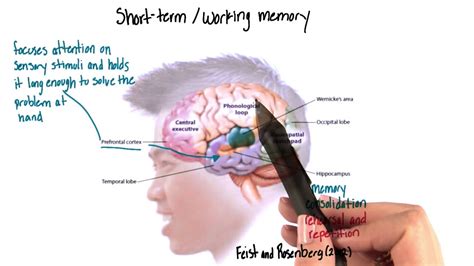 Are Long-Term Memories Stored In The Hippocampus? Exploring Memory ...