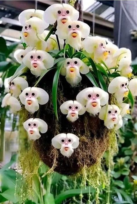 THESE RARE ORCHIDS LOOK LIKE MONKEY FACES | Unusual flowers, Strange flowers, Rare orchids