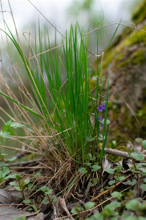 Sayuran Hijau Rumput - Foto gratis di Pixabay - Pixabay