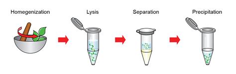 Extract Reagent (Genomic DNA Isolation Reagent) – GeneDireX, Inc.