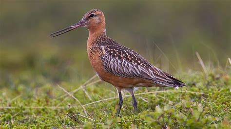 Bar-tailed Godwit | Audubon Field Guide