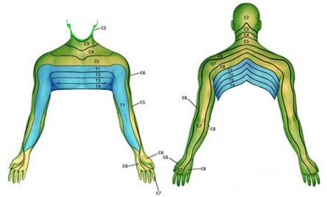 C5 Dermatome Map | Dermatome Map