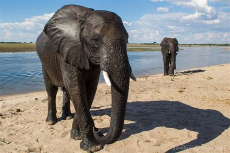 Chobe National Park: A Photo Essay - Brendan van Son Photography