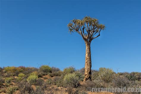 12 reasons to visit Namaqua National Park - Roxanne Reid - Africa Addict