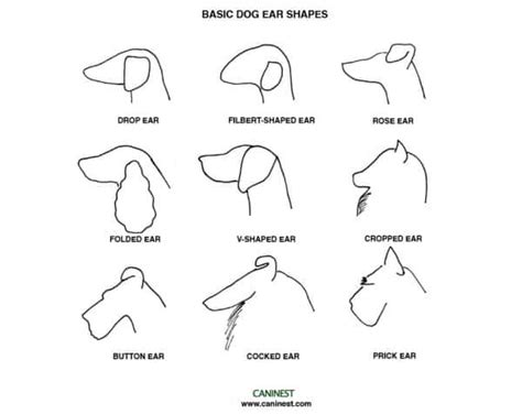 Why do Dogs have Different Ear Shapes?