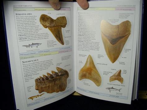 Great Fossil Book - Fossils - Smithsonian Handbooks (050102a) - The Stones & Bones Collection