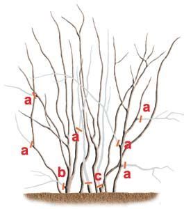 How to prune blueberries. in 2020 (With images) | Pruning blueberry bushes, Growing blueberries ...