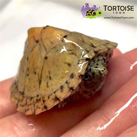 Razor back musk turtle for sale | razor back musk turtles for sale