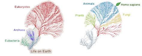 😂 What are the three branches of biology. What are the three branches ...