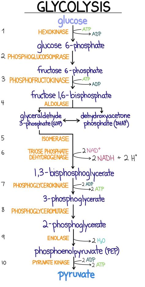 Glycolysis | Introduction, Pathway , Diagram & Summary