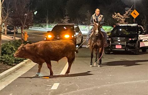 IMAGES: Loose cow collides with Tesla in Pleasanton