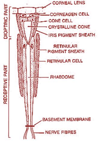 Identify the following structures which are present in the dioptrical ...