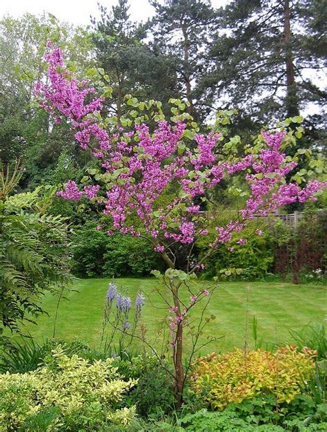 TREE Judas tree