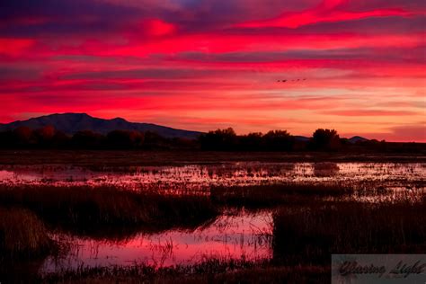 Bosque del Apache — Chasing Light by Heidi