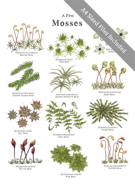 Lichens & Mosses Educational Art Poster 8.5x11 and A4 | Etsy Garden Plants, House Plants ...