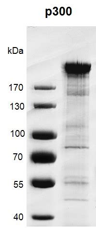 Recombinant, p300, full-length, active protein