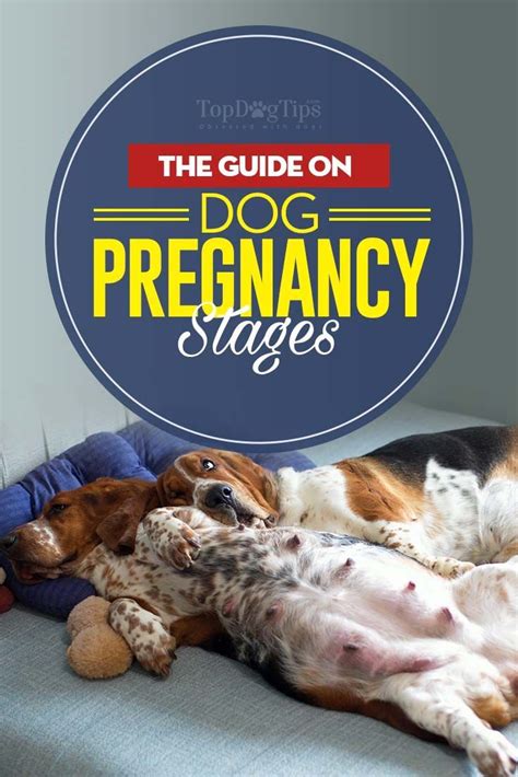 Dog Pregnancy Stages and What to Expect When Expecting – Top Dog Tips # ...