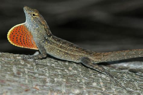 Catalogue of Organisms: Anole, Anole, Anole, Anole