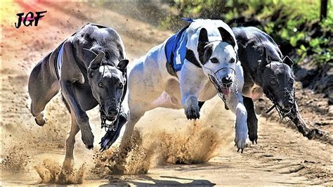 Greyhound - Fastest dog - Track race - YouTube