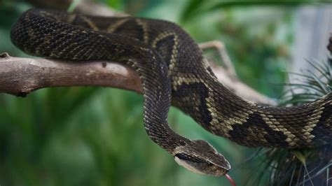 Scientists neutralize pit viper venom with compound from fruits and ...