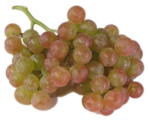 Muscat Grapes - Nature's Produce