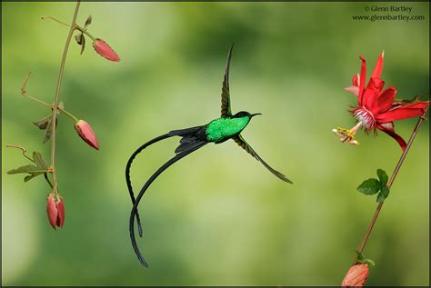 Black-billed Streamertail - 03 | Black-billed Streamertail (… | Flickr